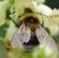 Bees and Beekeeping | 